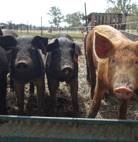 pigs-3669644_1280